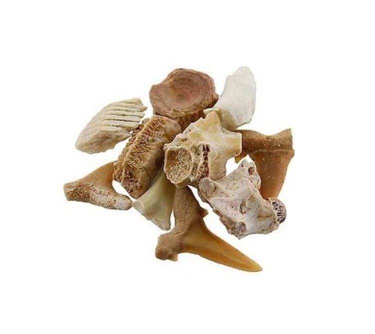 探索系列-海洋生物化石組