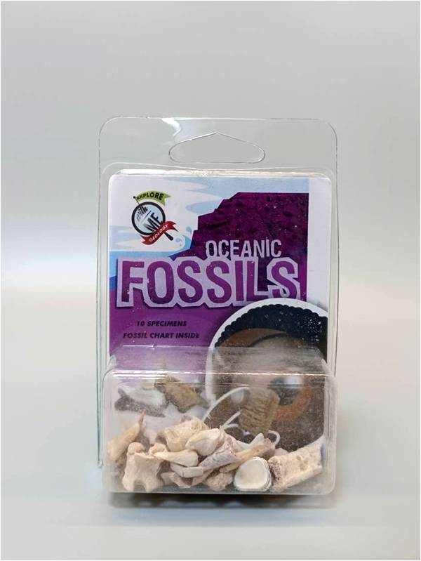 探索系列-海洋生物化石組