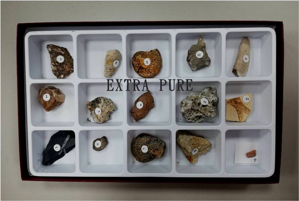 化石形成收藏組合 ( 15種 )