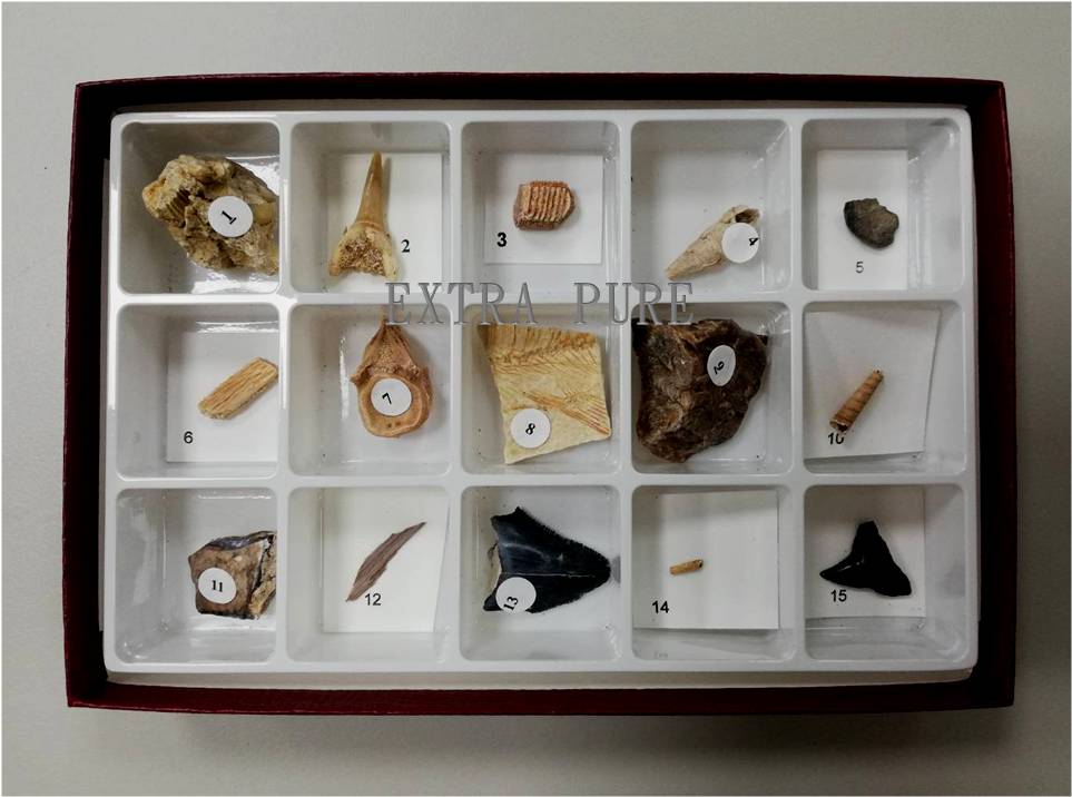 新生代化石組合 ( 15種 )