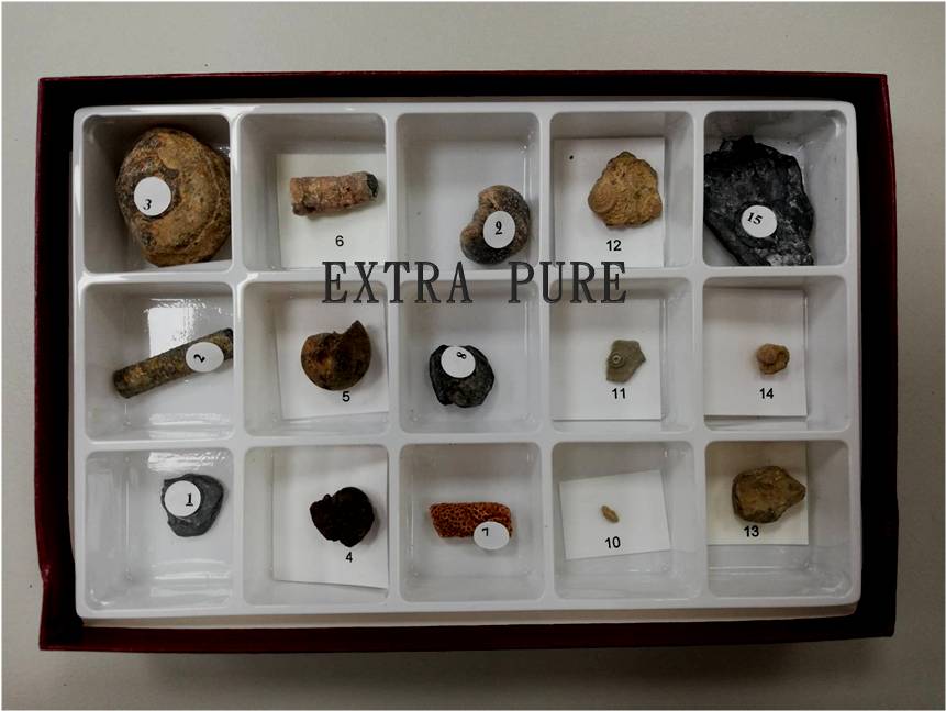 古生代化石組合 ( 15種 )