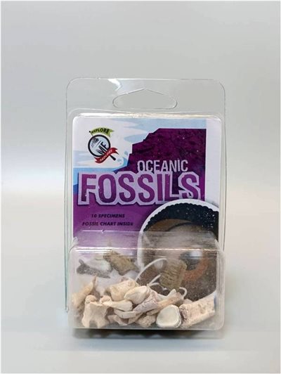 探索系列-海洋生物化石組